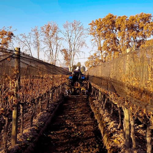 Vinos argentinos en España