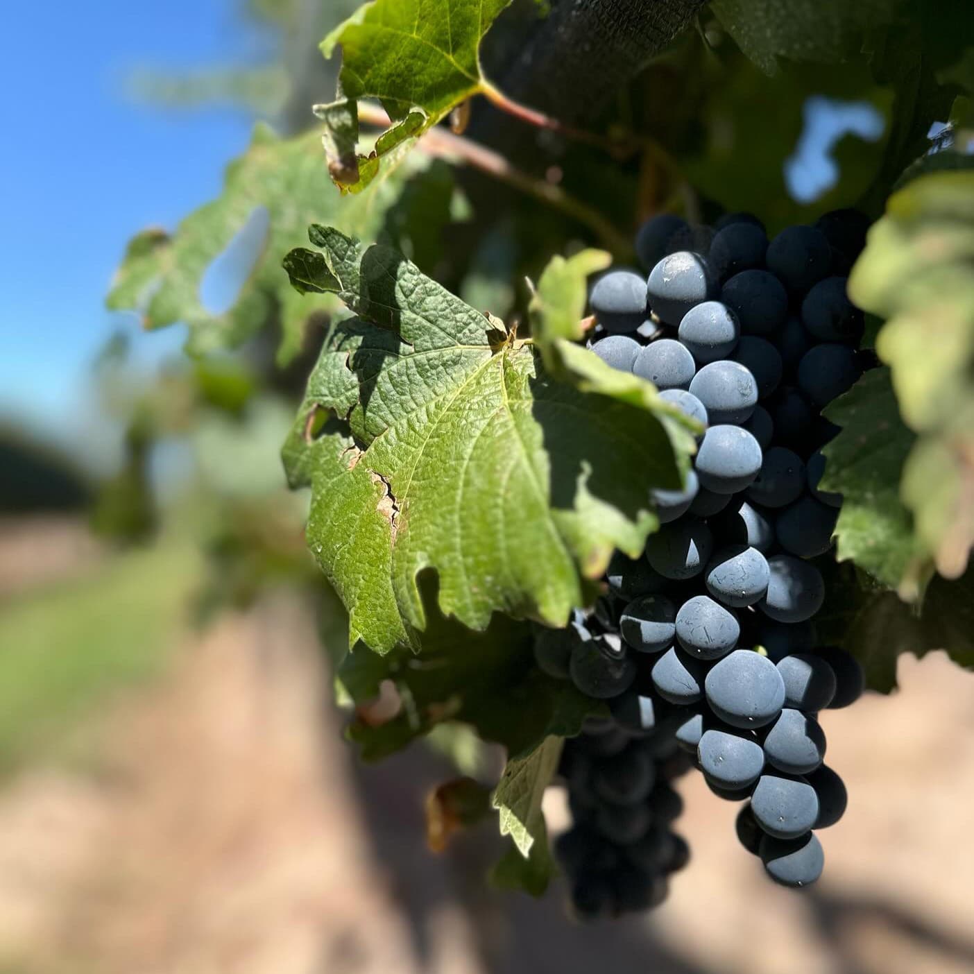 Visita bodega en Ribeira Sacra