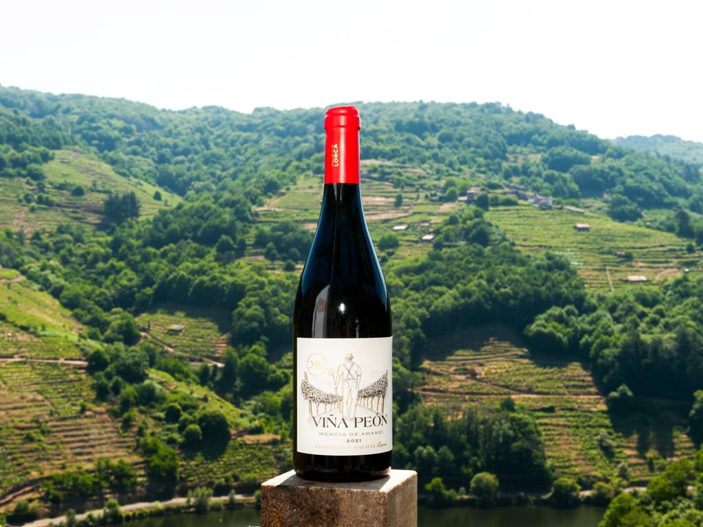 Vinos de la Bodega Mauricio Lorca