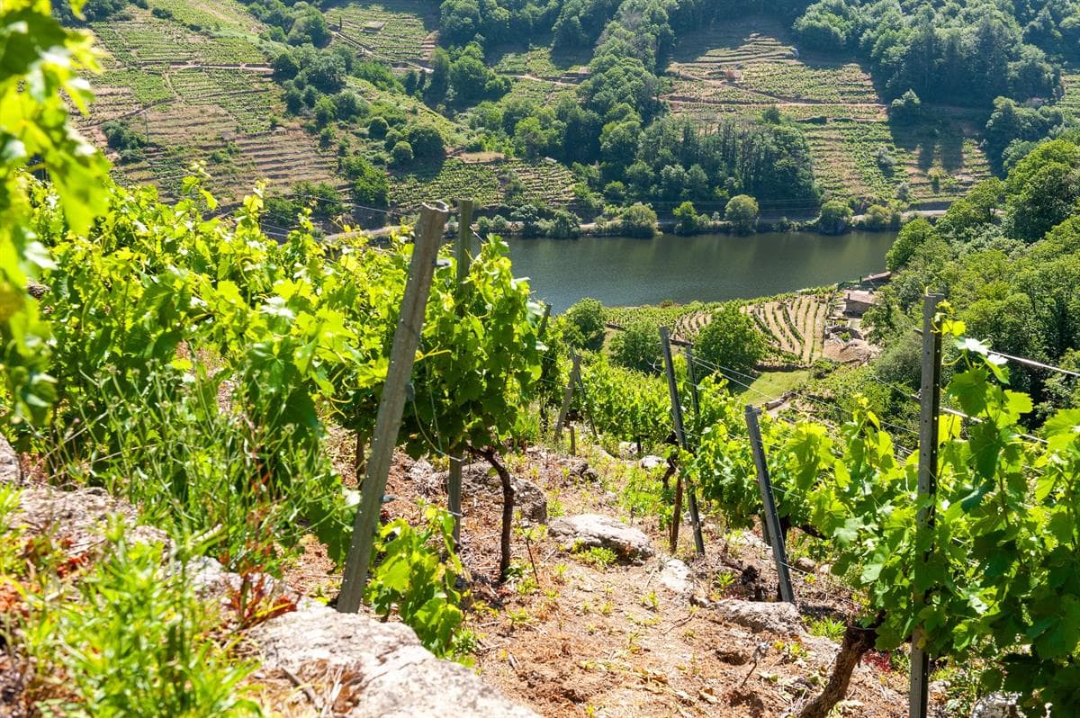 Bodega Mauricio Lorca