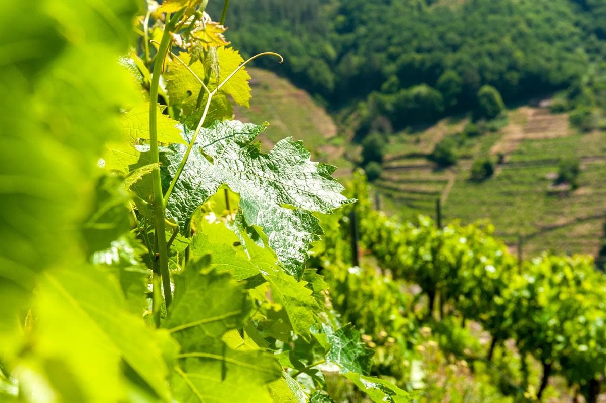 Bodega Mauricio Lorca