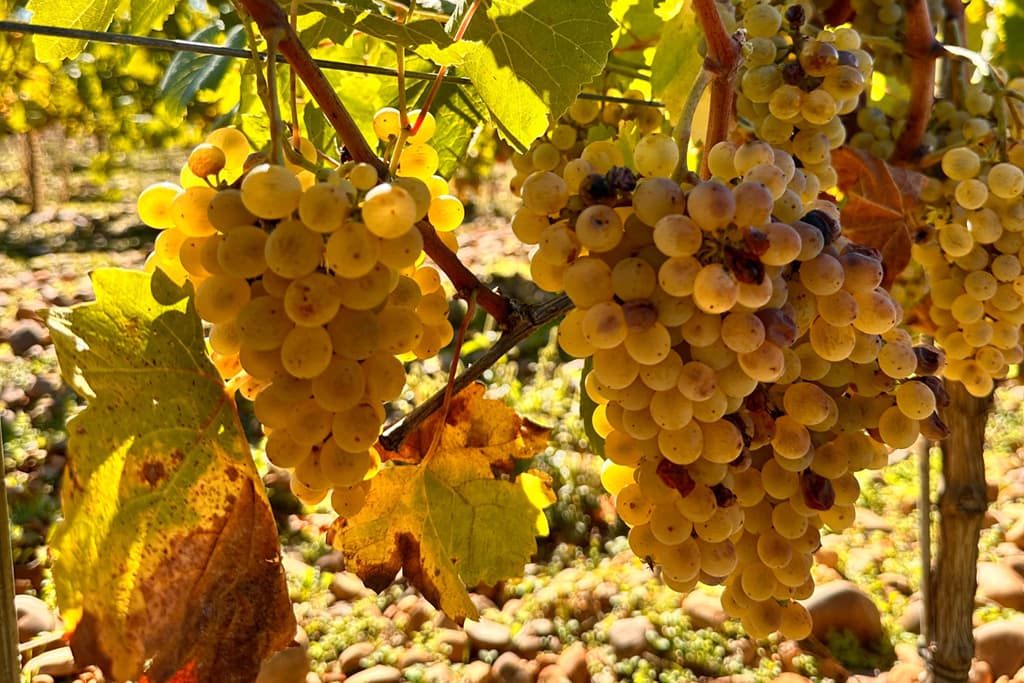 Bodega Mauricio Lorca