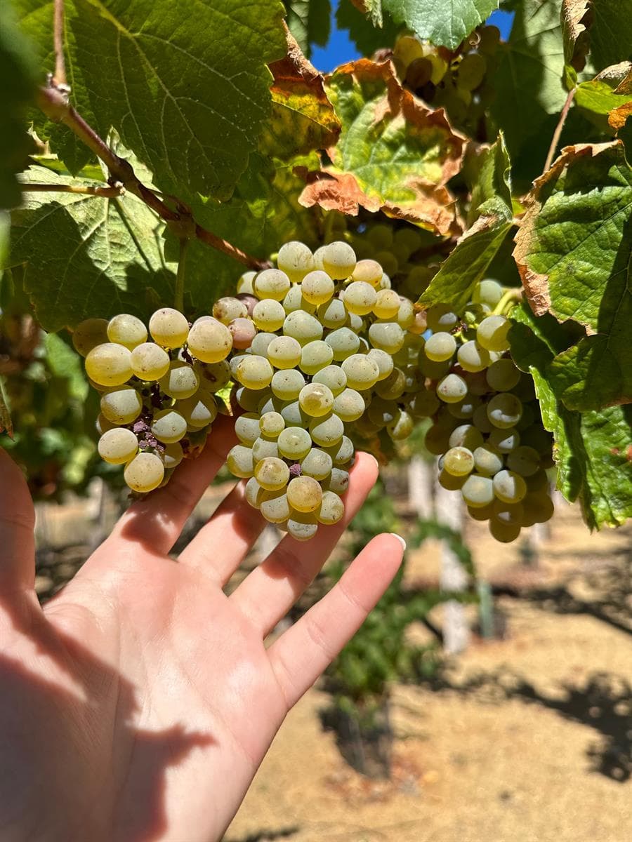 Historia de la Ribeira Sacra