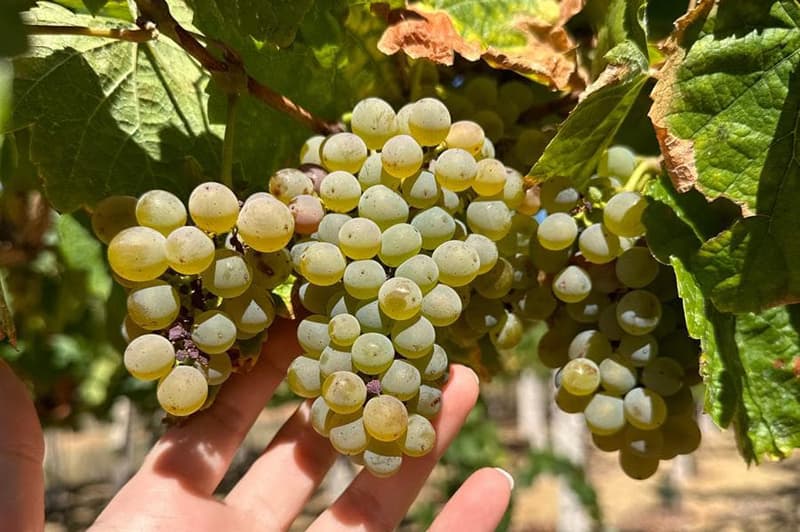 Bodega Mauricio Lorca - Galicia