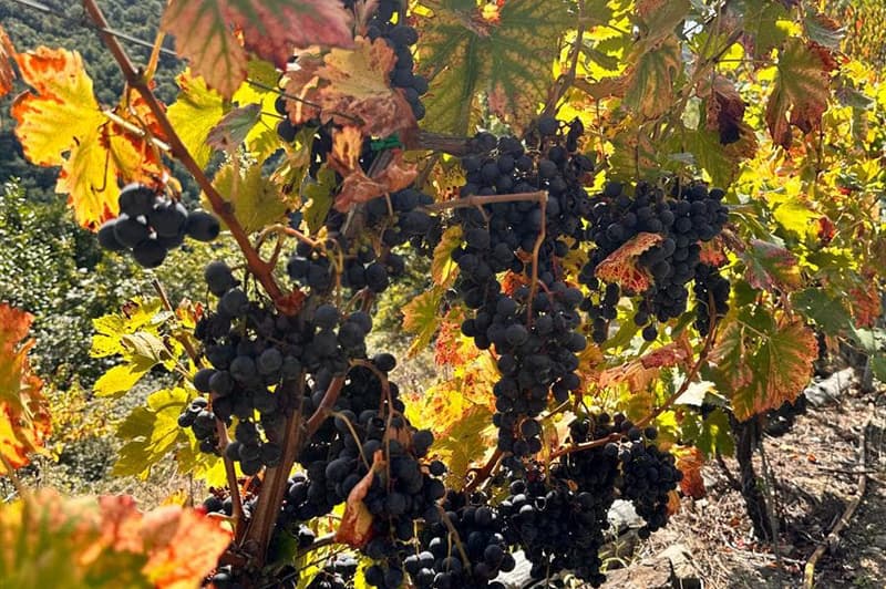 Bodega Mauricio Lorca - Galicia