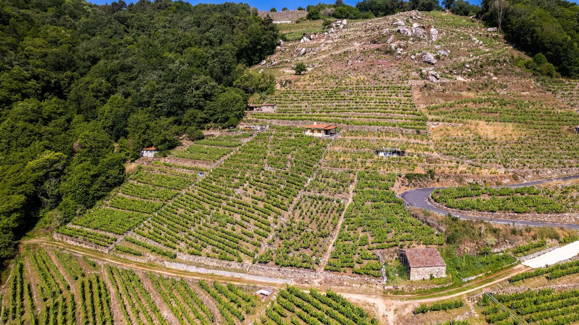 Bodega Mauricio Lorca - Galicia
