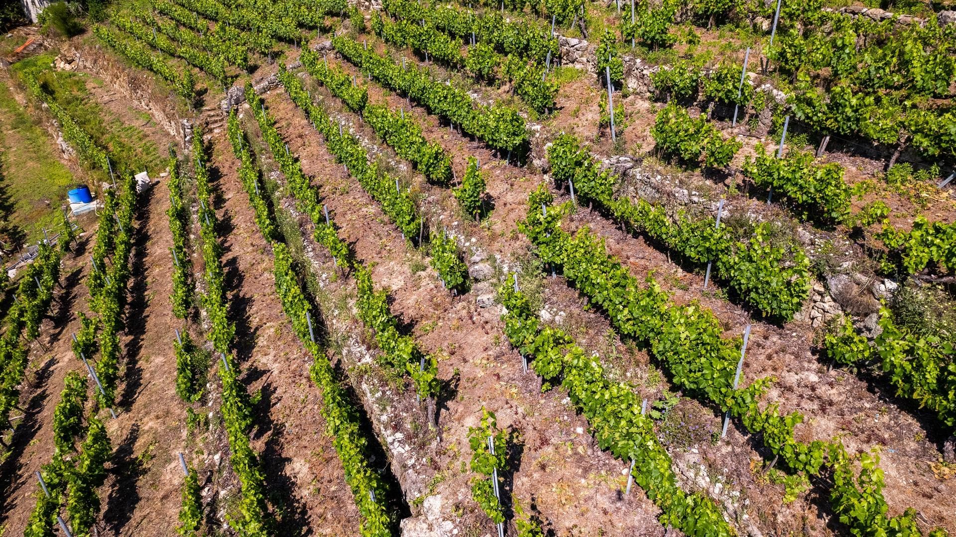 Bodega Mauricio Lorca - Galicia