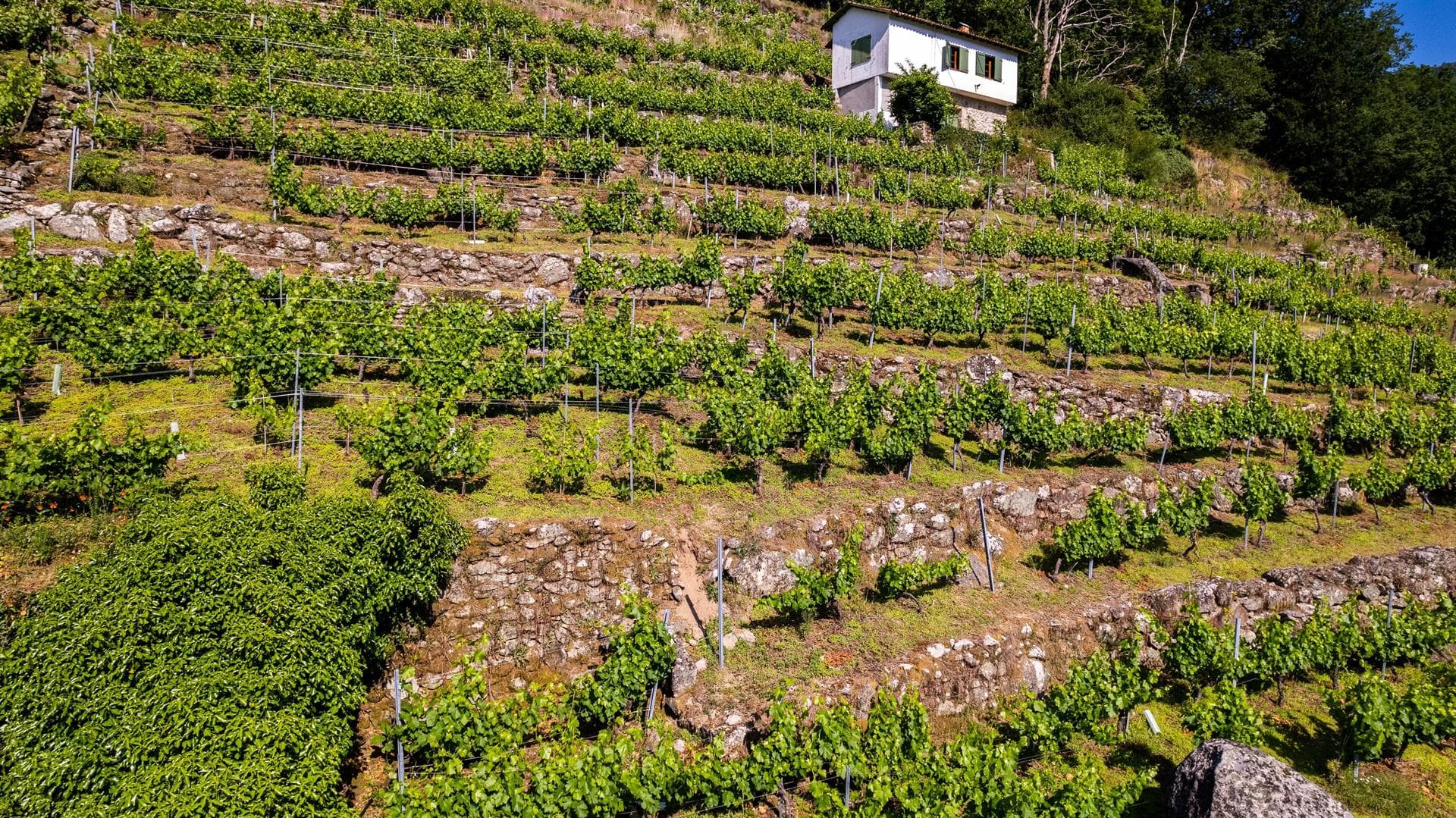 Bodega Mauricio Lorca - Galicia