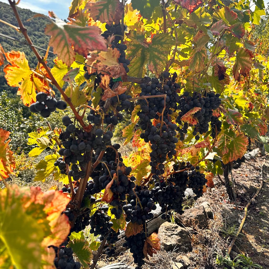Descubre nuestros viñedos - Galicia