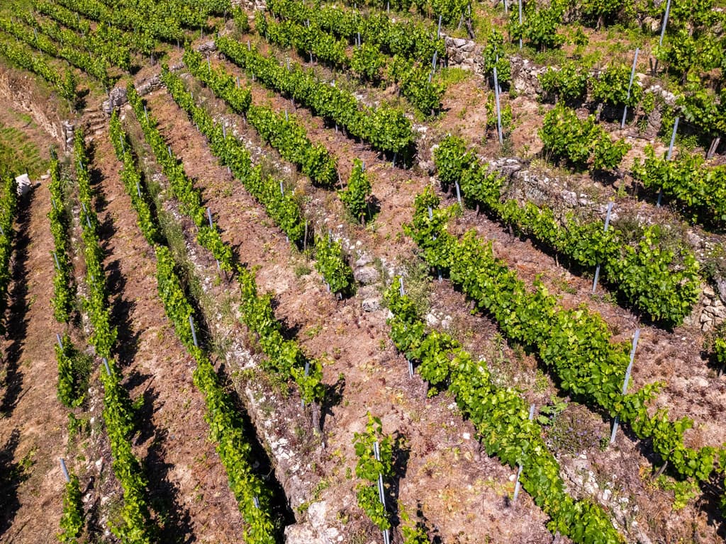 Viñedo en Galicia