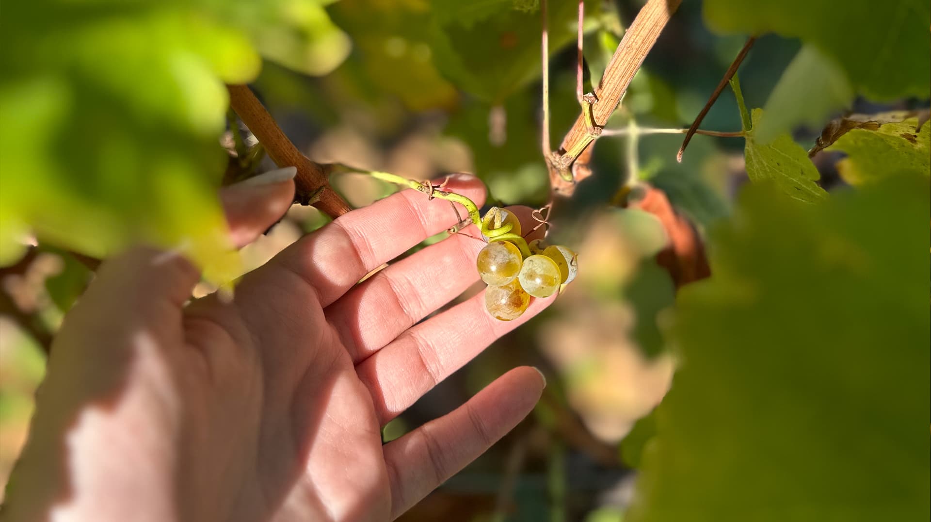Viñedos en Castilla y León