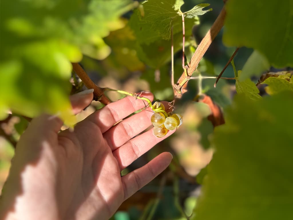 Viñedo en Castilla y León