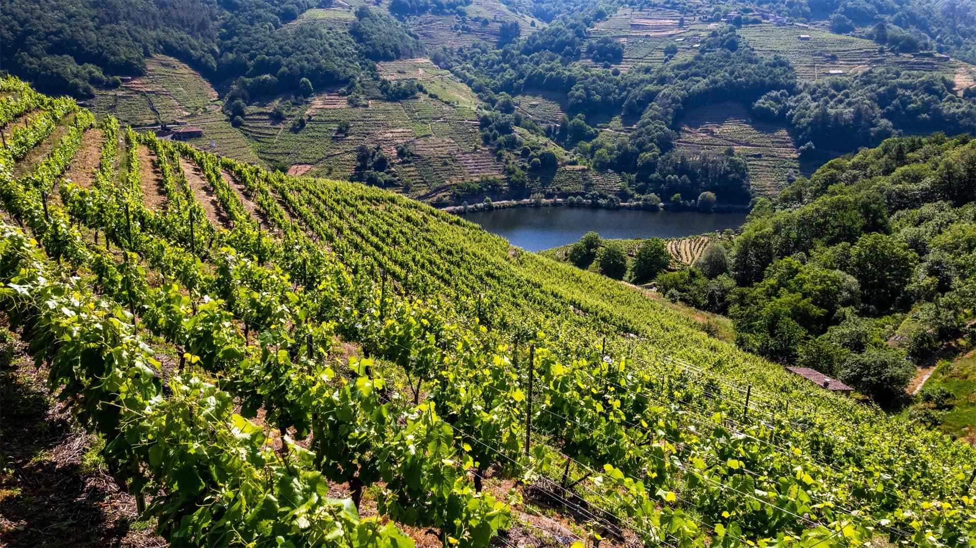 Viñedos Galicia